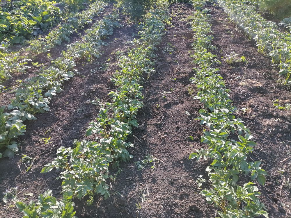 Как рыхление упрощает садоводство: меньше забот – больше урожая