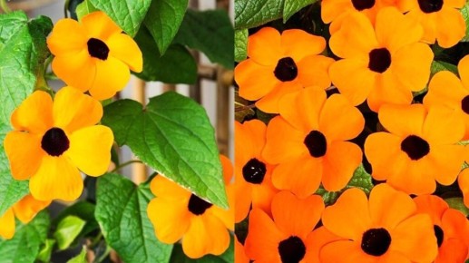 ���������: ��������� ����� ��� ������ ���������� ������ ����