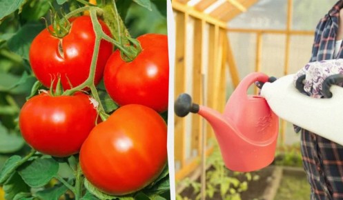 ������������ ��������� ��� ������� � ����: ��� �������� �������� ����������