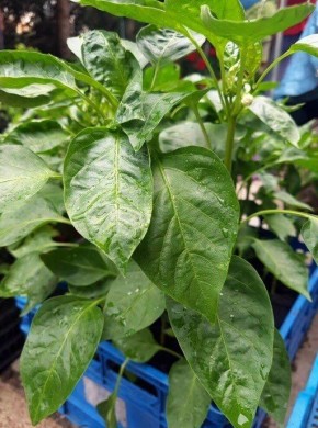 ������� ����������: ���� � ���������� � ����� �� ���������� ����������