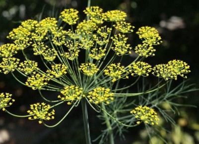 ��� ��������� �������� �����: ������� ������