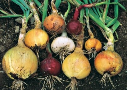 ������ ��� ������ ��� ���������� � ��� � ���� ��������