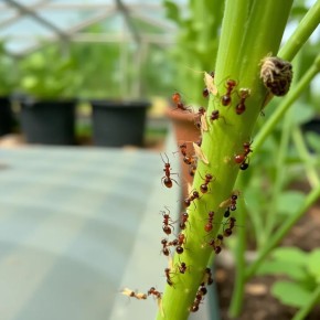 ��� ���������� � ��������� � �������: ����������� ������