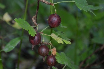 ���� �� ����������� ����� ����� ������: ��� ����� �����