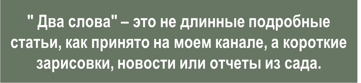 Туевик поникающий: секреты ухода и загадка вариегатности