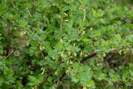 Как правильно подкормить крыжовник во время цветения для крупных ягод