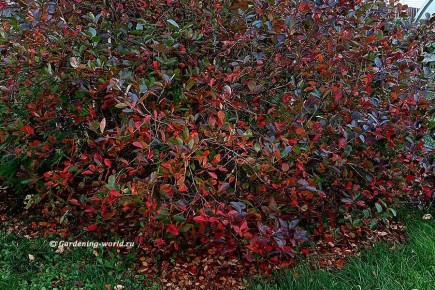 Арония: универсальный кустарник для вашего сада