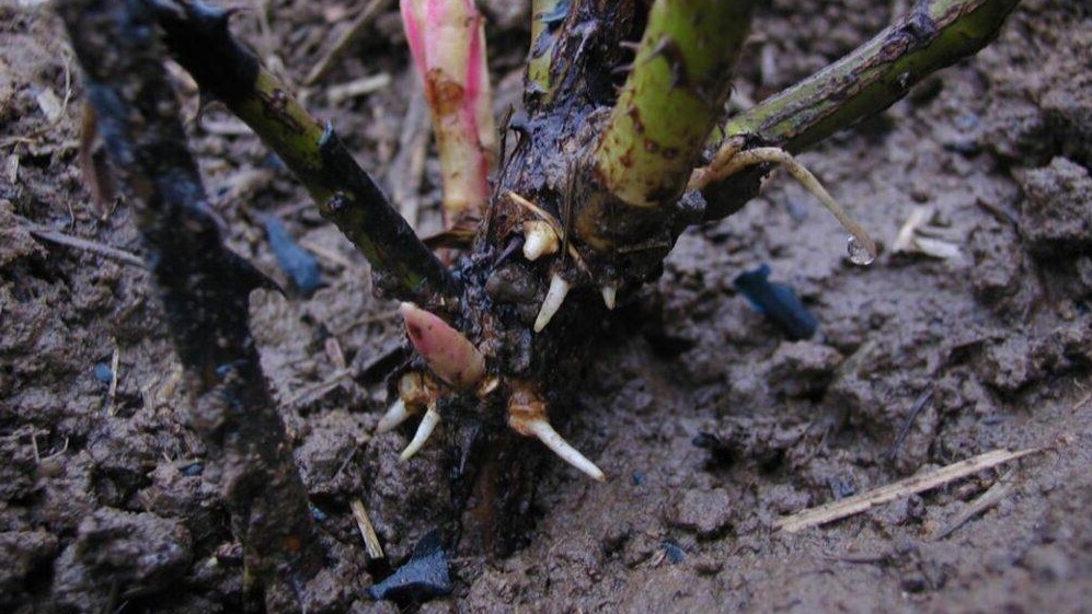 Выбор подходящего укрытия для роз: конденсат под пленкой может стать причиной гибели