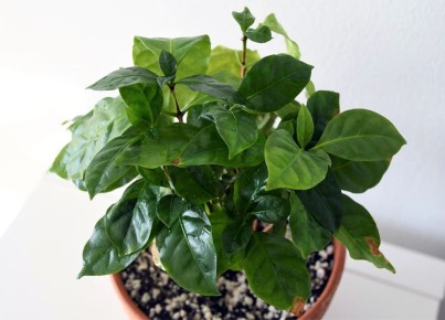 Кофейное дерево: секреты успешного ухода за экзотическим растением