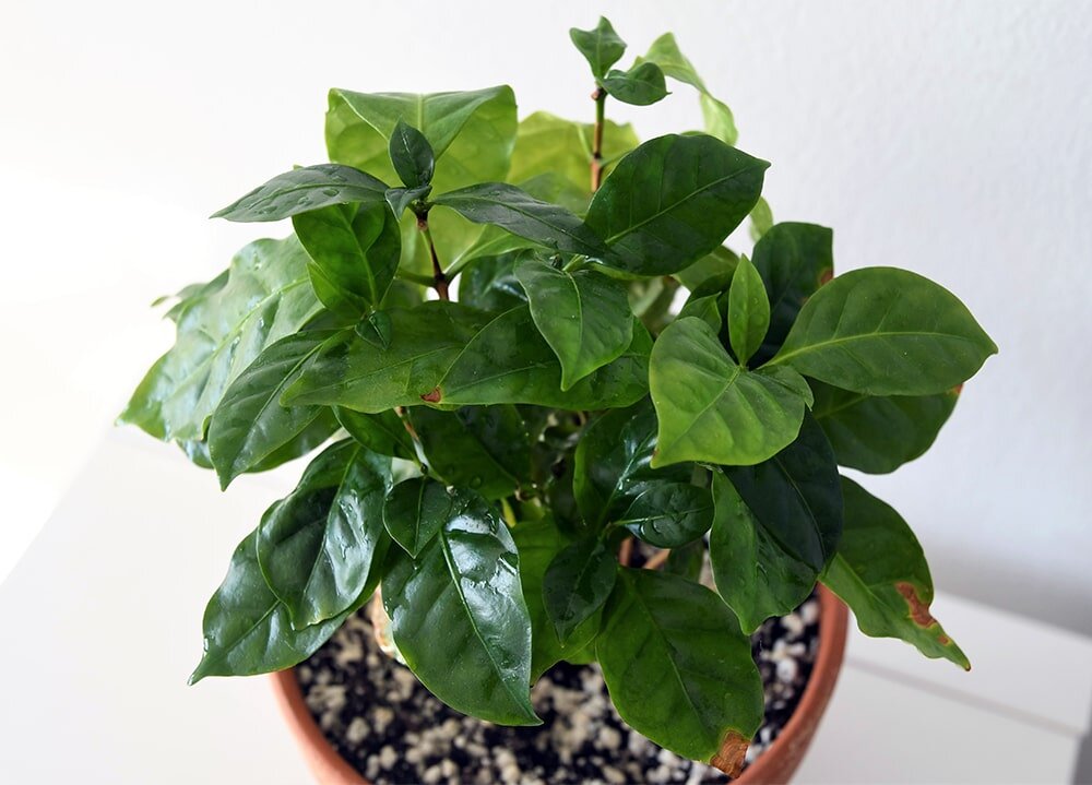 Кофейное дерево: секреты успешного ухода за экзотическим растением