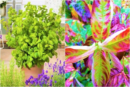 Новый взгляд на сад: Weigela florida «Lime Monster»