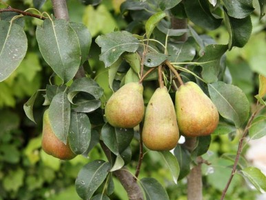 Калий и фосфор делают груши сладкими и ароматными