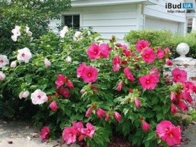 Секреты ухода за древовидным сирийским гибискусом в вашем саду