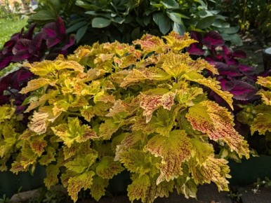 Колеусы: особенности, о которых стоит знать прежде, чем сажать