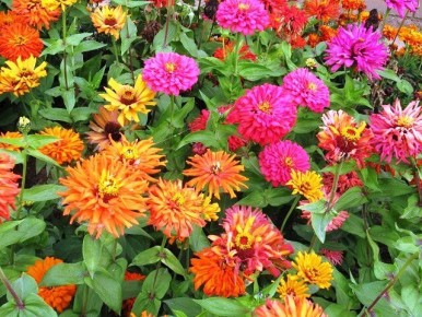 ��� ��������� ������ ��� ������ ��������: ������� � ������