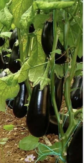 Оптимальные сроки высевания баклажанов для успешной рассады