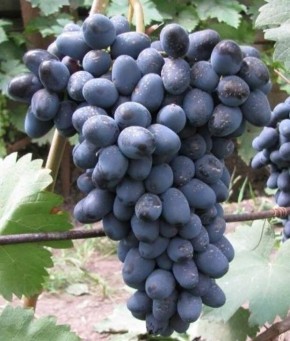 ����������� ��� ���������: �������� ��������� � �������� �����