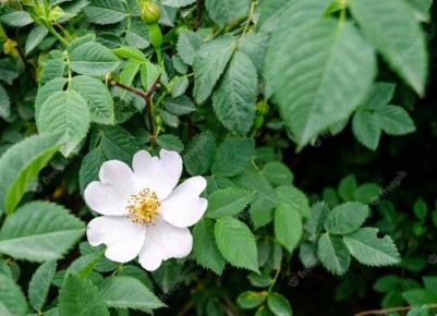 ����� �������� ��������: ������� ����� � ������������ ��� ������ ����