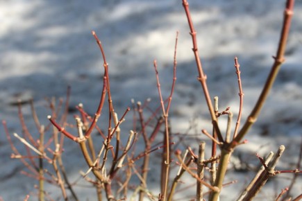 ����������� ������: ��� ������ � ������ ��� ���������