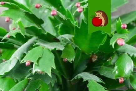 ��� ��������� ������ ����������: 5 ������� ��� ������� ��������