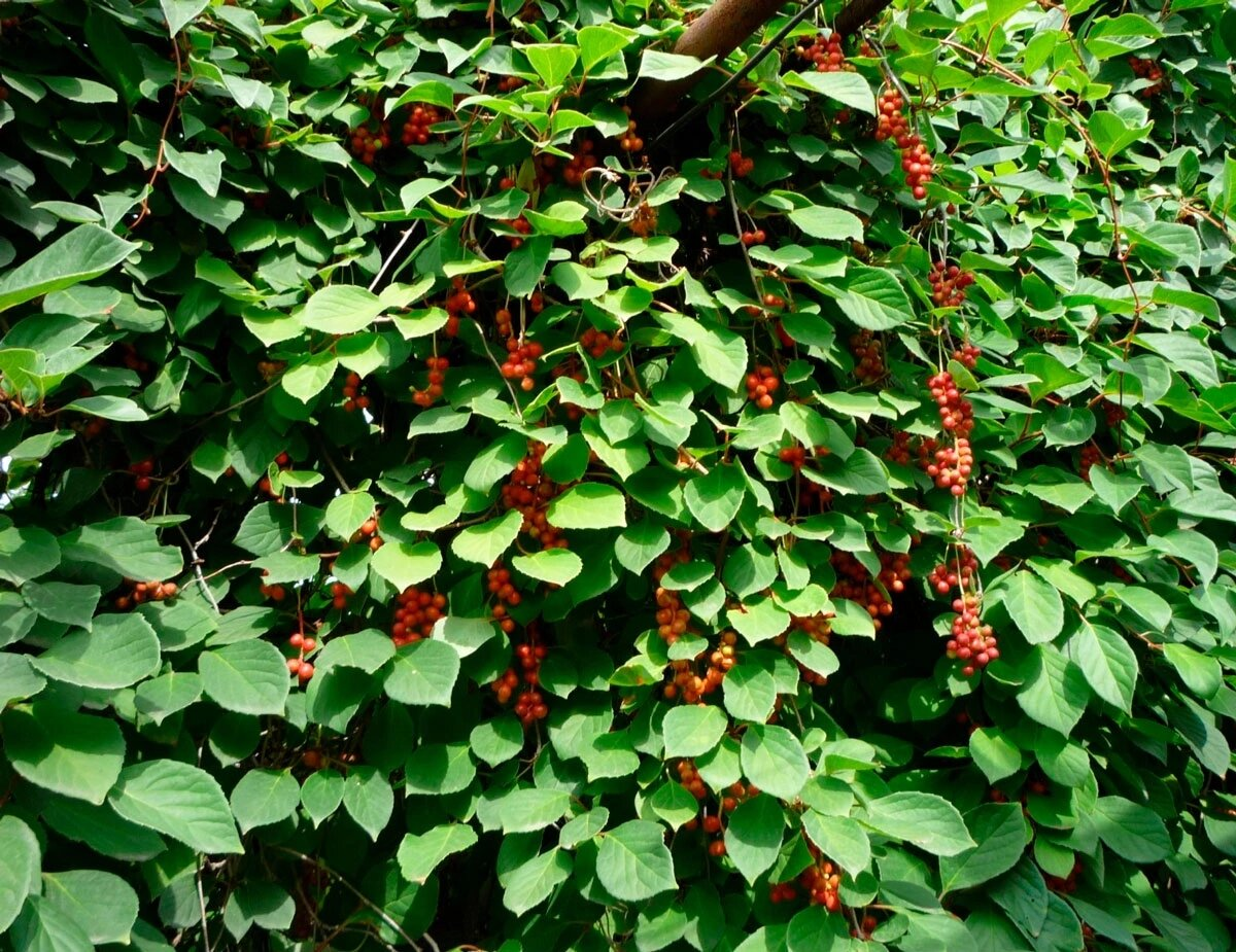 Природный заряд бодрости: все о шизандре китайской