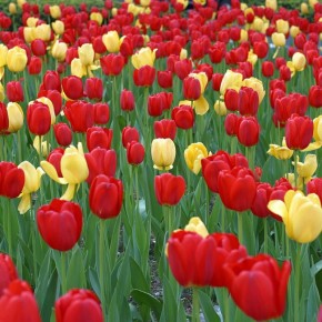 Тюльпаны: великолепие и секреты ухода за цветами с древней историей