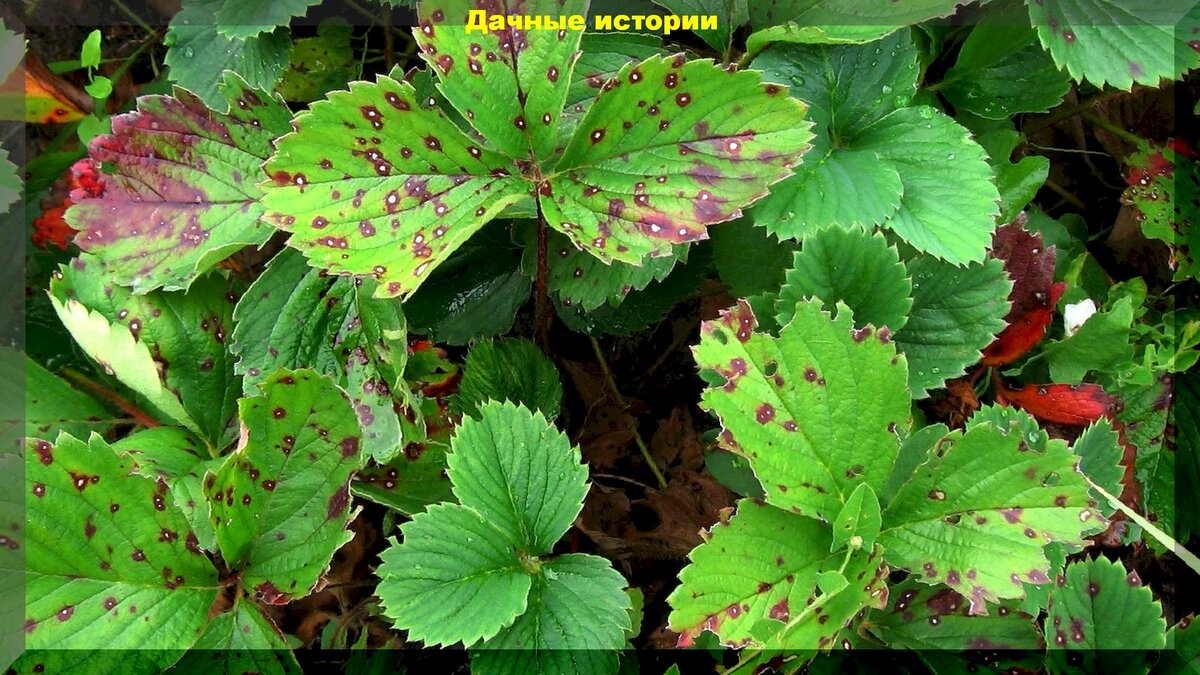 Как эффективно защитить клубнику от бурой пятнистости