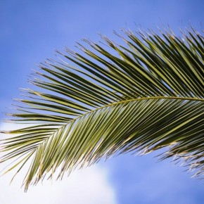 Тайны успешного ухода за домашними пальмами