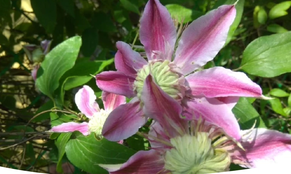 Секреты здоровья и цветения клематисов для любого сада