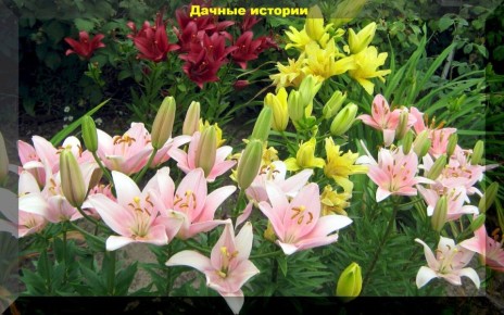 Как подготовить лилии к цветению: советы по подкормке и уходу