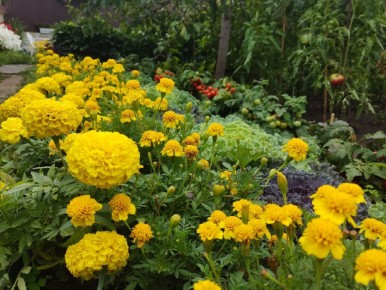 Цветочно-овощной бордюр: природа находит вдохновение