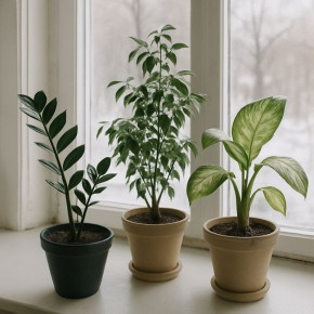 Как помочь комнатным растениям пережить зимний сон