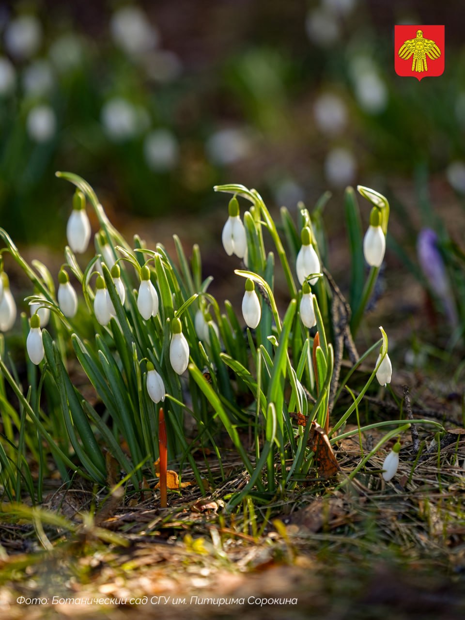 В Ботаническом саду СГУ им. Питирима Сорокина — весна! В Ботаническом саду СГУ им. Питирима Сорокина — весна!