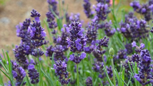 ������� � ������� ������: ��� ��������� ��������� ���� � �������� �������� �������