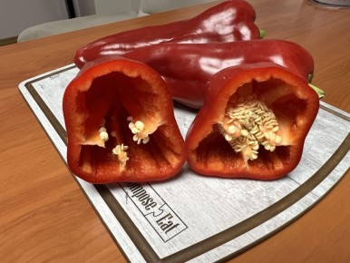 Обработка семян перцев и томатов перед посевом на рассаду