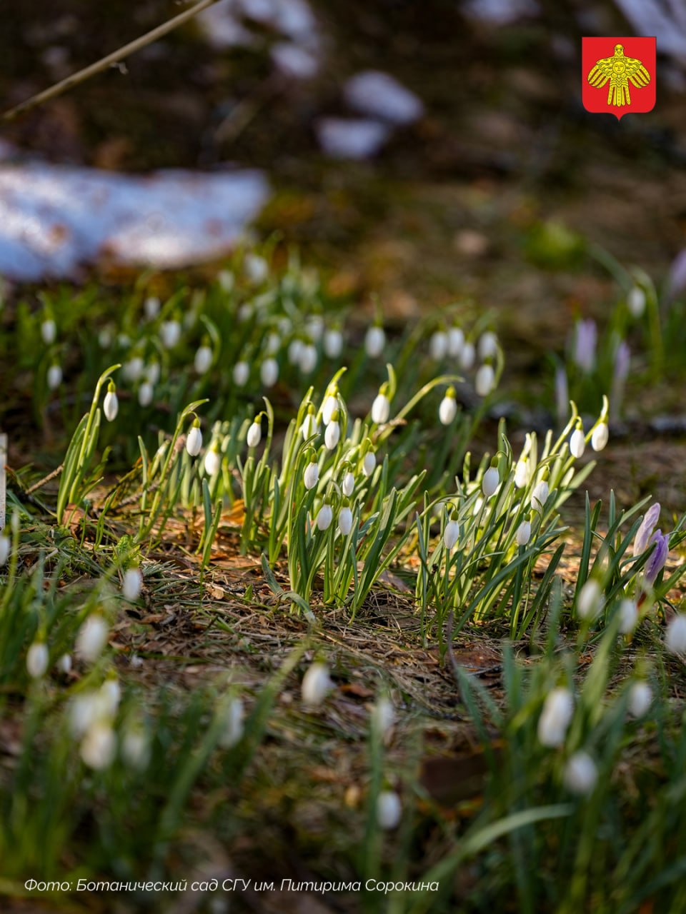 В Ботаническом саду СГУ им. Питирима Сорокина — весна! В Ботаническом саду СГУ им. Питирима Сорокина — весна!