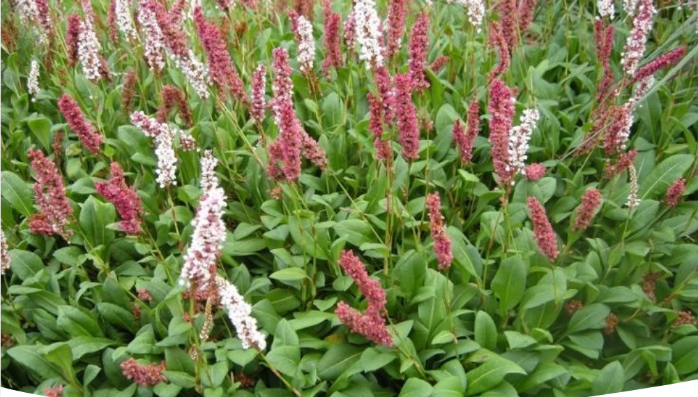 Необычные горцы: как украсить сад и создать зеленый оазис