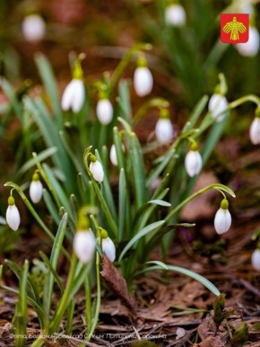 В Ботаническом саду СГУ им. Питирима Сорокина — весна!