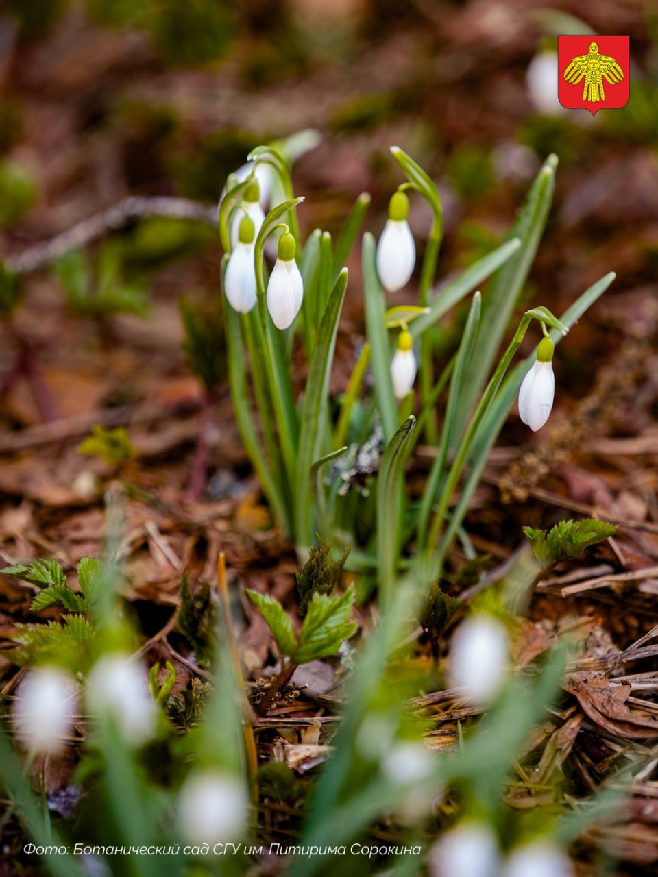 В Ботаническом саду СГУ им. Питирима Сорокина — весна! В Ботаническом саду СГУ им. Питирима Сорокина — весна!