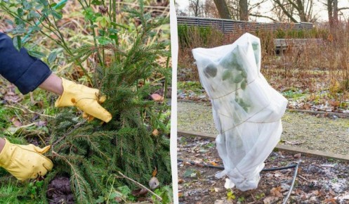 Как правильно укрыть розы на зиму: полезные советы для садоводов