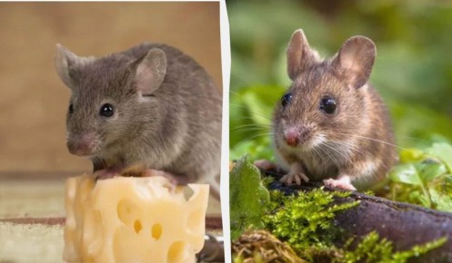 ��� ���� ������ ������� �������� ���������� �� �����