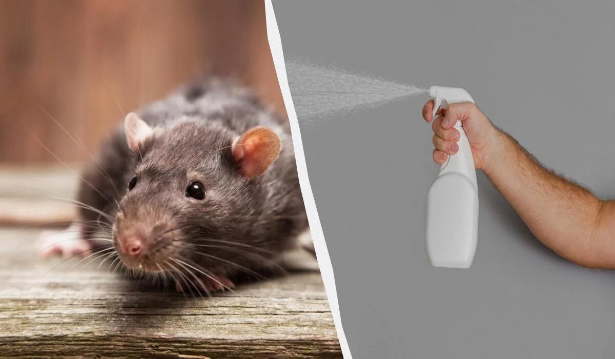 Эффективные народные средства против крыс: простые решения для каждого