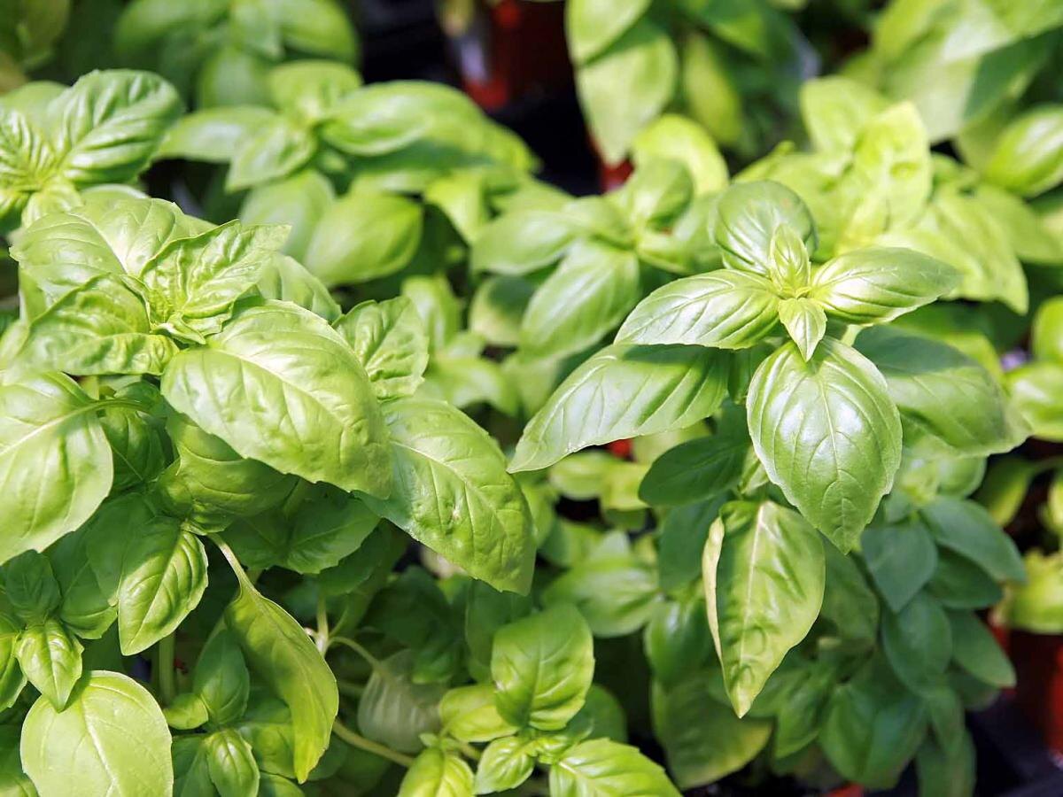 Базилик в стакане: как сделать зелень волшебной без почвы