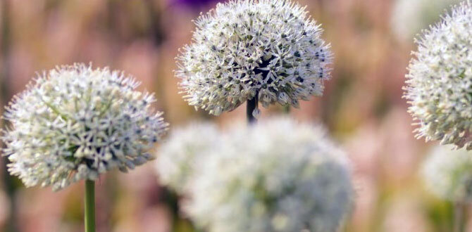 Как белые цветы преобразят ваш сад: идеи для ландшафтного дизайна