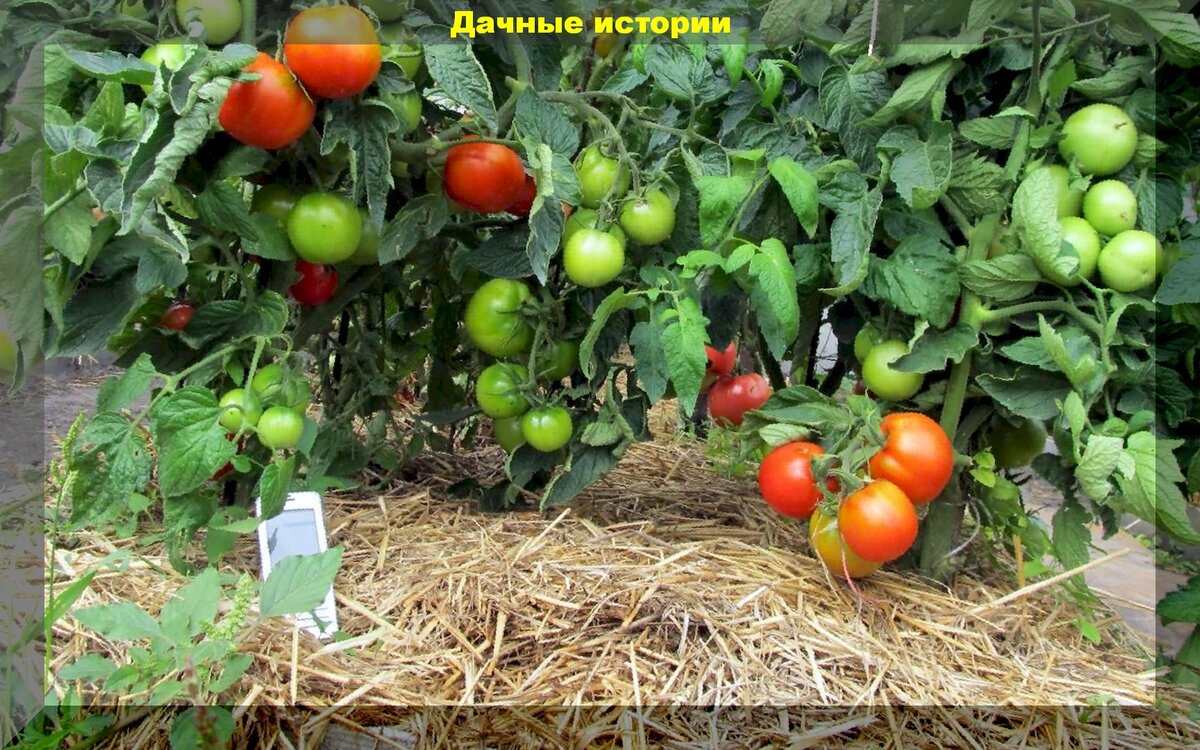 Ошибки в мульчировании: что стоит знать каждому дачнику