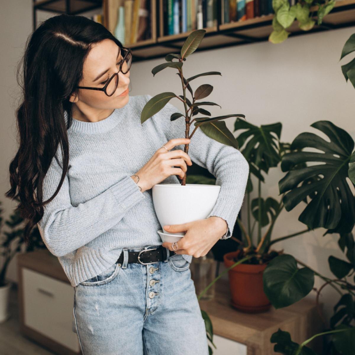 Как сделать листья комнатных растений блестящими и привлекательными