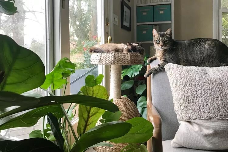 Дом, дружелюбный к питомцам: секреты комфортного пространства