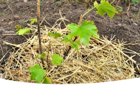 ������� �������� ������� ���������: ��� ������� � ����������� �������