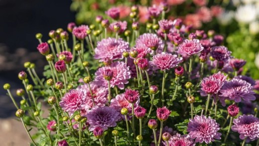 ��� ��������� ���������� �� �����: ������� ����� � ������