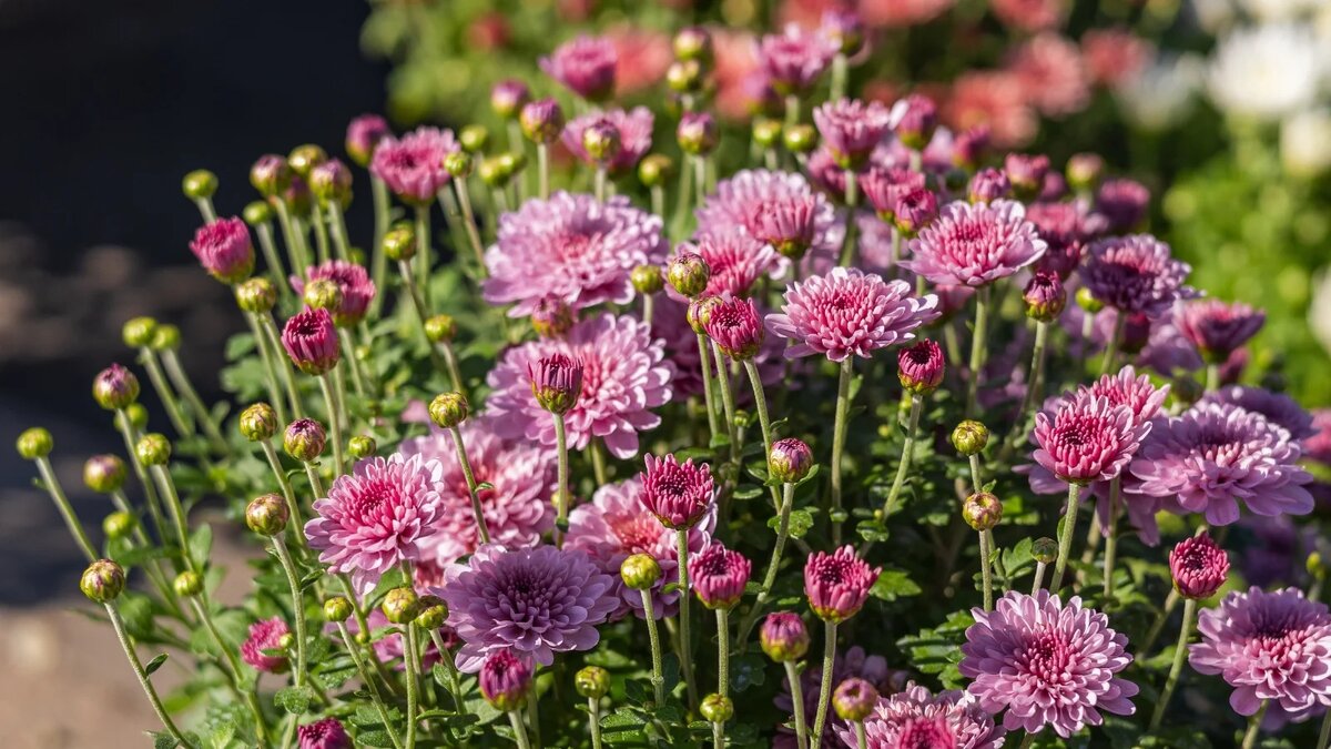 Как сохранить хризантемы до весны: секреты ухода и защиты